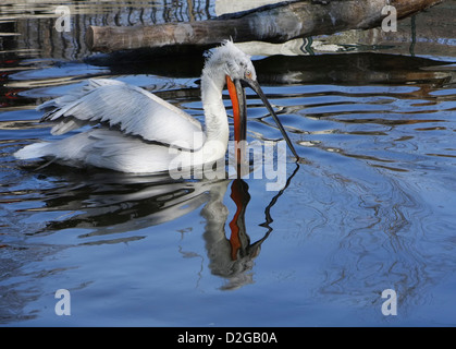 Pelican trying to caught a fish in a lake Stock Photo