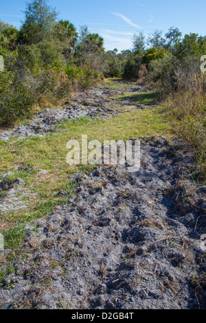 Rooted section of trail caused by wild pigs in Jelks Preserve in Venice Florida Stock Photo