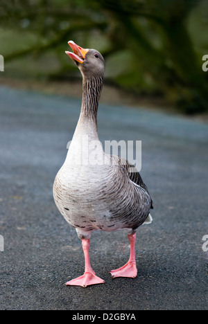 Single adult greylag goose walking on road with beak open showing a row of small teeth Stock Photo