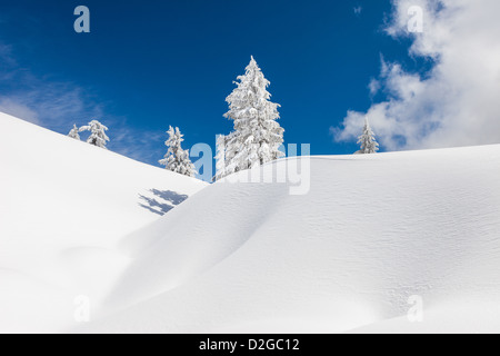 Snow Slope with Douglas Firs Stock Photo