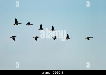 A small flock of Canada geese flying in a 'V' shaped formation against a pale blue sky Stock Photo