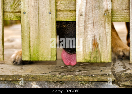German Shepherd dog waiting by gate with tongue hanging out Stock Photo