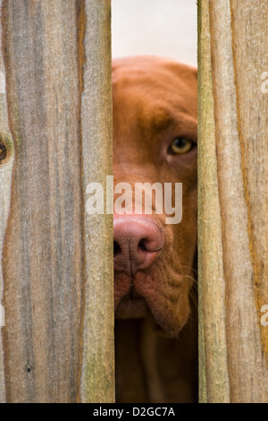 Hungarian Vizsla dog looking through wooden fence Stock Photo