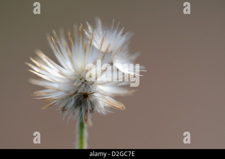 White bright spiky flower Stock Photo