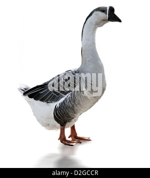 Swan Goose Anser Cygnoides On White Background Stock Photo