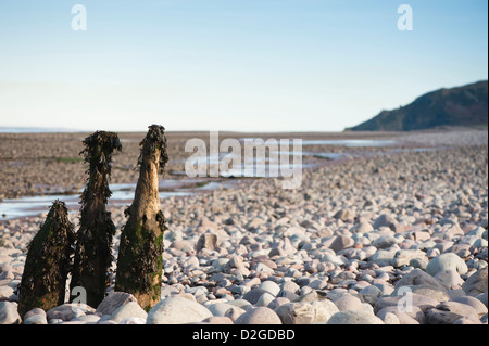 Eroded wooden groyne or breakwater on the beach at Porlock Weir, Somerset, England, United Kingdom Stock Photo