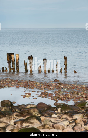 Eroded wooden groyne or breakwater on the beach at Porlock Weir, Somerset, England, United Kingdom Stock Photo