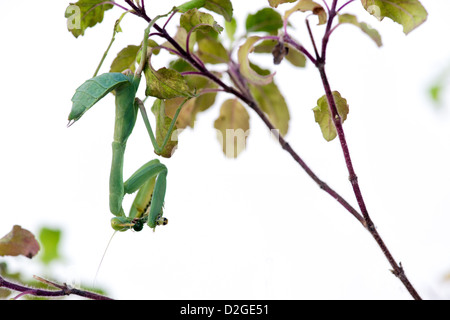 Praying mantis on a flowering Tulsi plant eating a caterpillar against white background