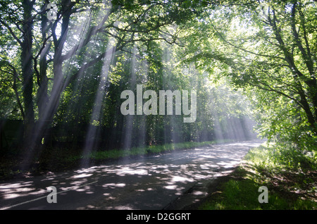 Sun's rays shining through trees on country lane, near Wych Cross, Forest Row, Ashdown Forest, Sussex, England Stock Photo