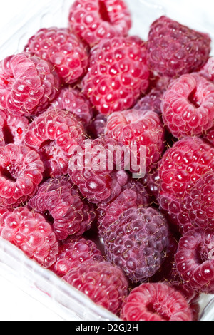 Ohio Raspberries, Westerville, Ohio. Stock Photo