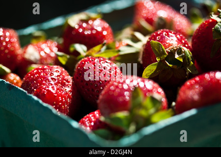 Ohio Strawberries, Westerville, Ohio. Stock Photo