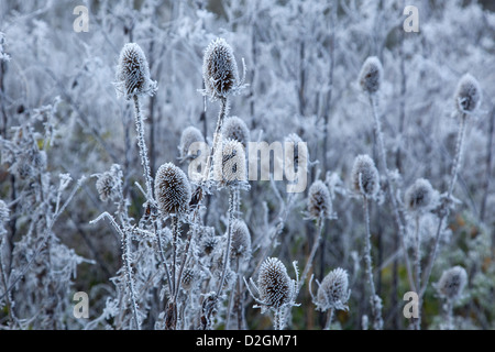 Teasel wildflower seedheads covered in Hoar Frost Stock Photo