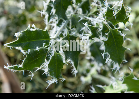 Evergreen Frosted Holly Stock Photo