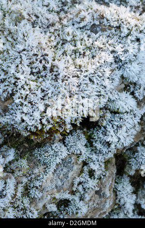 Frosty Ice crystals covering moss on dry stone wall in English countryside in winter Stock Photo