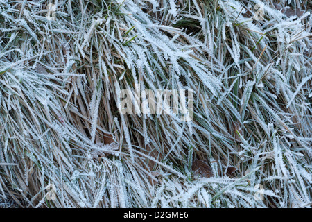 ice on frosted grass leafs in winter Stock Photo