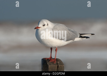 Black-headed Gull perched on post in winter Stock Photo
