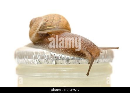 Snail on milk bottle Cornu aspersum Stock Photo