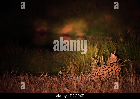Hunting serval cat at night, South Luangwa National Park, Zambia. torchlight, Stock Photo