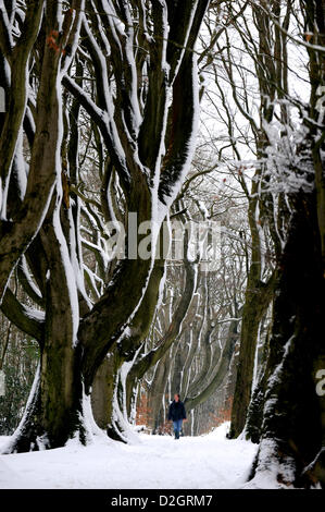 Brighton, Sussex, UK. 24th January 2013.  Walkers make the most of the last of the snow which still looks picturesque in Stanmer Park woods near Brighton today Stock Photo