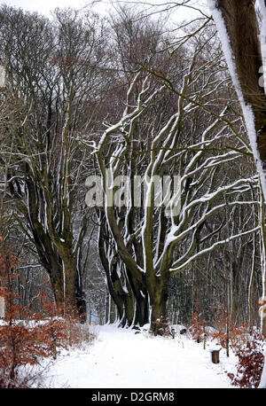 Brighton, Sussex, UK. 24th January 2013.  The snow still looks picturesque in Stanmer Park woods near Brighton today Stock Photo