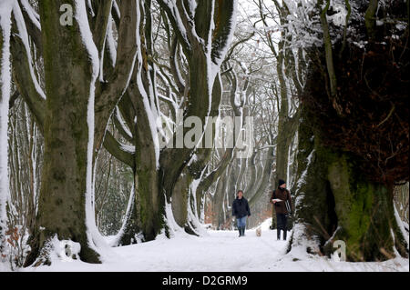 Brighton, Sussex, UK. 24th January 2013.  Walkers make the most of the last of the snow which still looks picturesque in Stanmer Park woods near Brighton today Stock Photo