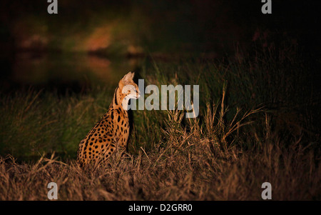 Hunting serval cat at night, South Luangwa National Park, Zambia. torchlight, Stock Photo