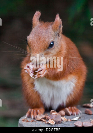 European Red Squirrel (sciurus vulgaris) eating nuts Stock Photo