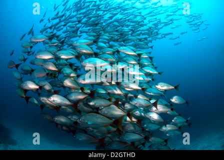 Golden snapper Lutjanus inermis, Isla del Caño, Corcovado National Park, Costa Rica, Central America, Pacific Ocean Stock Photo