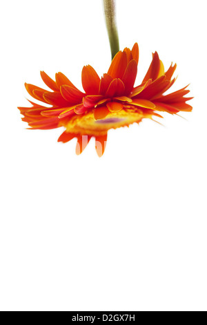 Orange gerbera upside down, selective focus, isolated on white Stock Photo