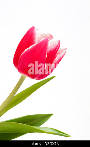 Single pink tulip on white background Stock Photo