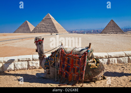 A tourist camel looks towards the three Great Pyramids of the Giza necropolis in Cairo, Egypt Stock Photo