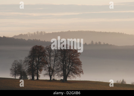 tree group, Morning amongst Salmendingen in the Swabian Alb, Trees in fog, Stock Photo
