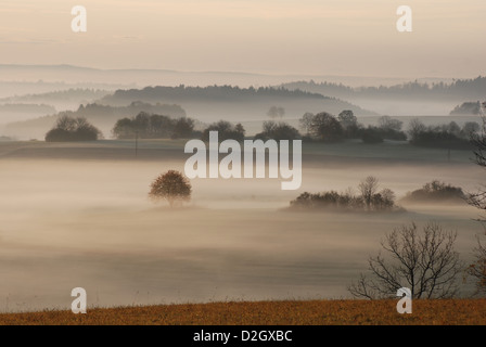 Morning amongst Salmendingen in the Swabian Alb, Trees in fog, Stock Photo
