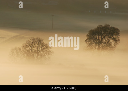 Morning amongst Salmendingen in the Swabian Alb, Trees in fog, Stock Photo