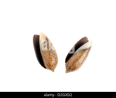 Two olive shells Stock Photo