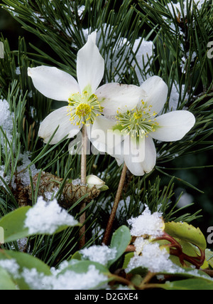 Helleborus niger Christmas rose black hellebore, Schneerose, Christrose, Weihnachtsrose (Helleborus niger) Stock Photo
