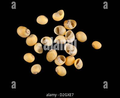 Yellow green Nerites shells  Neritoida. Stock Photo