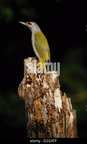 Grey-headed Woodpecker, Grey-faced Woodpecker, Grauspecht (Picus canus) Männchen Stock Photo