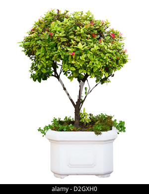 Bonsai dwarf green tree in pot isolated on white background Stock Photo