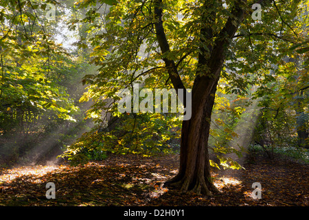 England, Cheshire, Knutsford, Tatton Park Sunlight and Horse Chestnut tree in Autumn Stock Photo