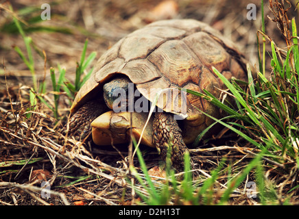 Wild Leopard tortoise (Stigmochelys pardalis) close up, Tanzania, Africa Stock Photo