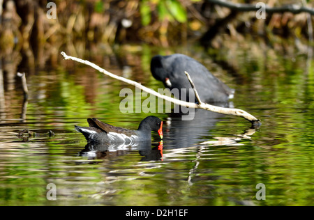 A Common Moorhen and other water birds. The Everglades National Park, Florida, USA. Stock Photo