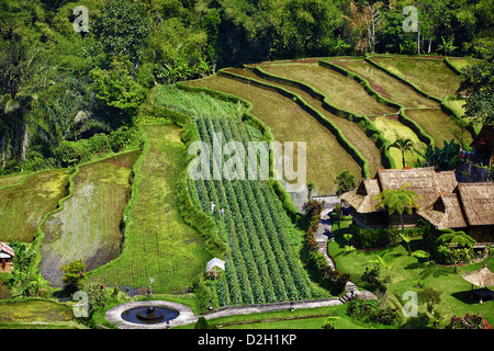 Young green rice terraced field surrounded by trees and houses Stock Photo