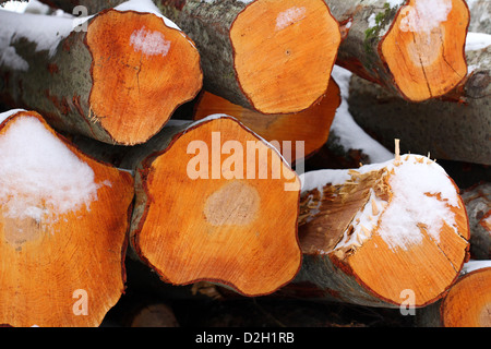 Detail of freshly cut Aspen logs, showing the beautiful color of the cut wood. Stock Photo