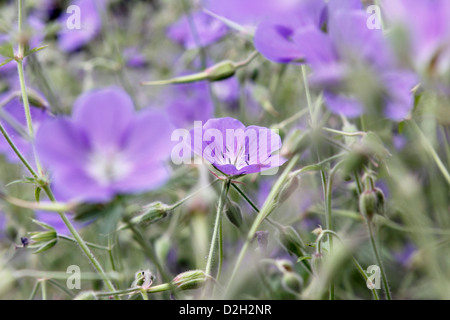 Geranium pratense in Sonsbeek park in Arnhem, Netherlands Stock Photo