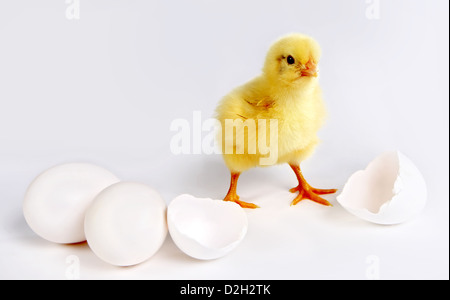 Little yellow easter chick, 24 hours old, two closed eggs and two halve egg shells Stock Photo