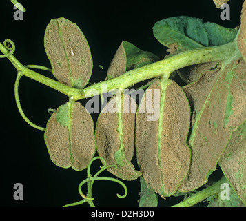 Pea downy mildew, Peronospora viciae, mycelium on the underside of a pea leaf Stock Photo