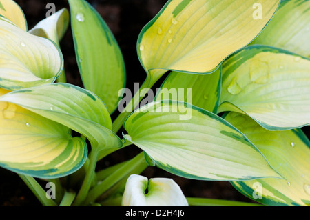 HOSTA JUNE Stock Photo