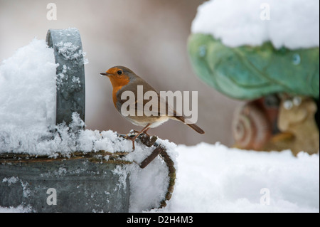 European Robin (Erithacus rubecula) perched on metal watering can in garden in the snow in winter, UK Stock Photo