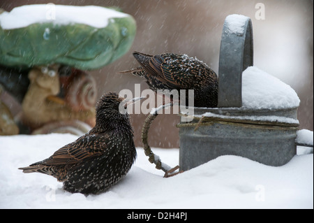 Two Common Starlings / European Starling (Sturnus vulgaris) foraging on bird table in garden during snow shower in winter Stock Photo